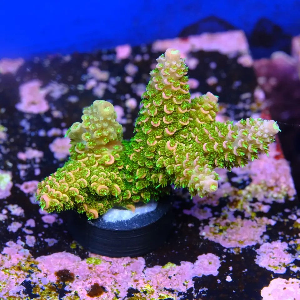 Acropora abrotanoides rainbow 2