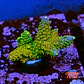Acropora abrotanoides rainbow - Thumbnail 1
