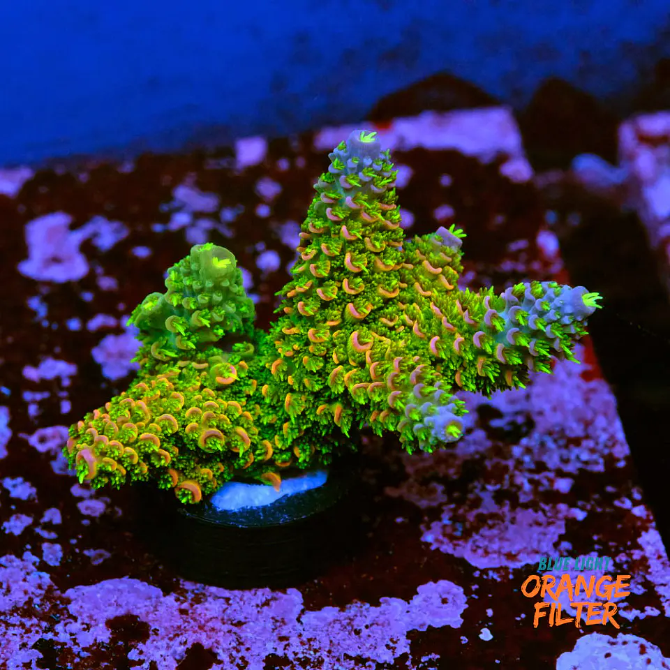 Acropora abrotanoides rainbow 1