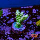 Acropora tenuis  - Thumbnail 1