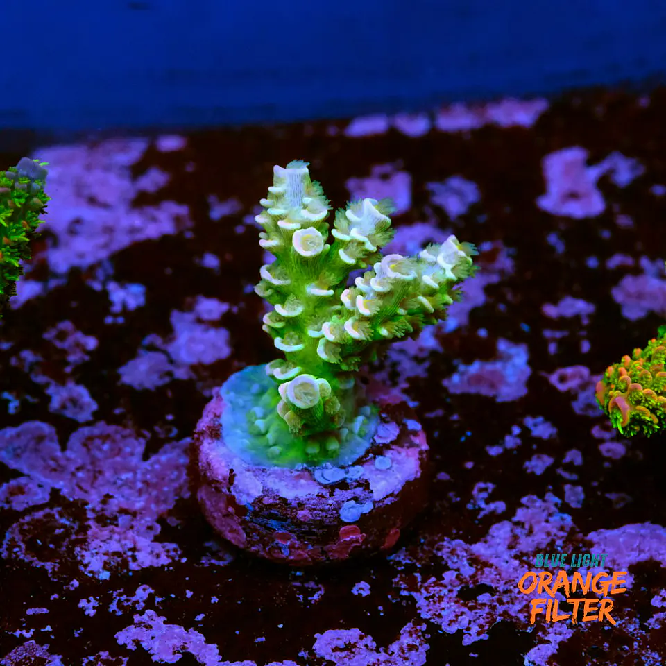 Acropora tenuis  1