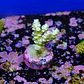 Acropora tenuis  - Thumbnail 2