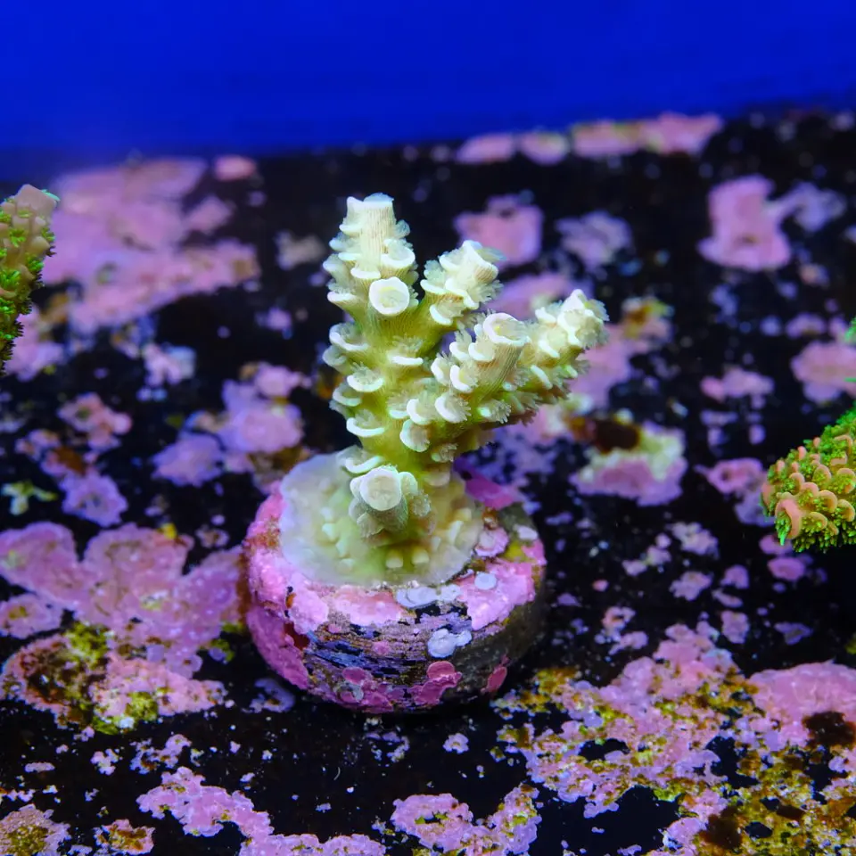 Acropora tenuis  2