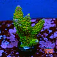 Acropora abrotanoides rainbow - Thumbnail 1
