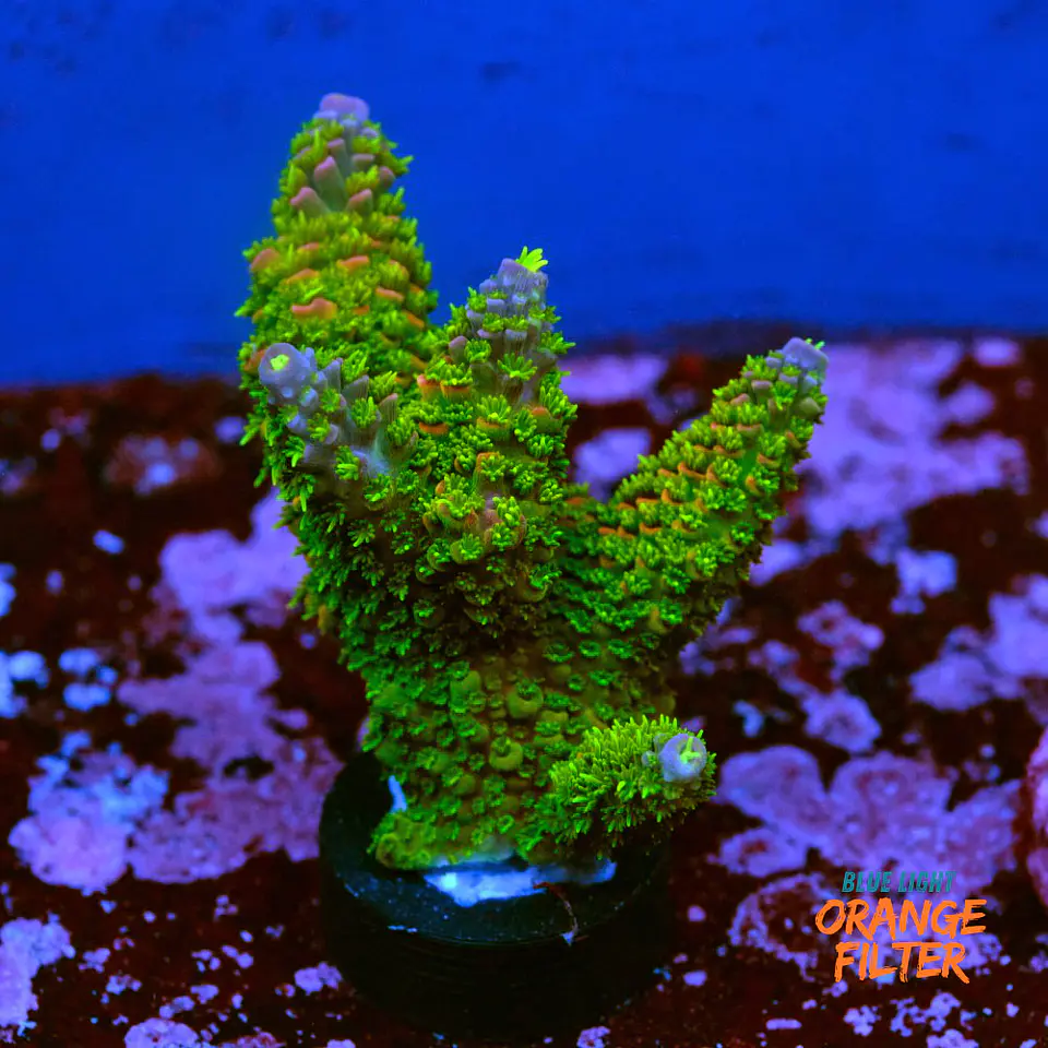 Acropora abrotanoides rainbow 1