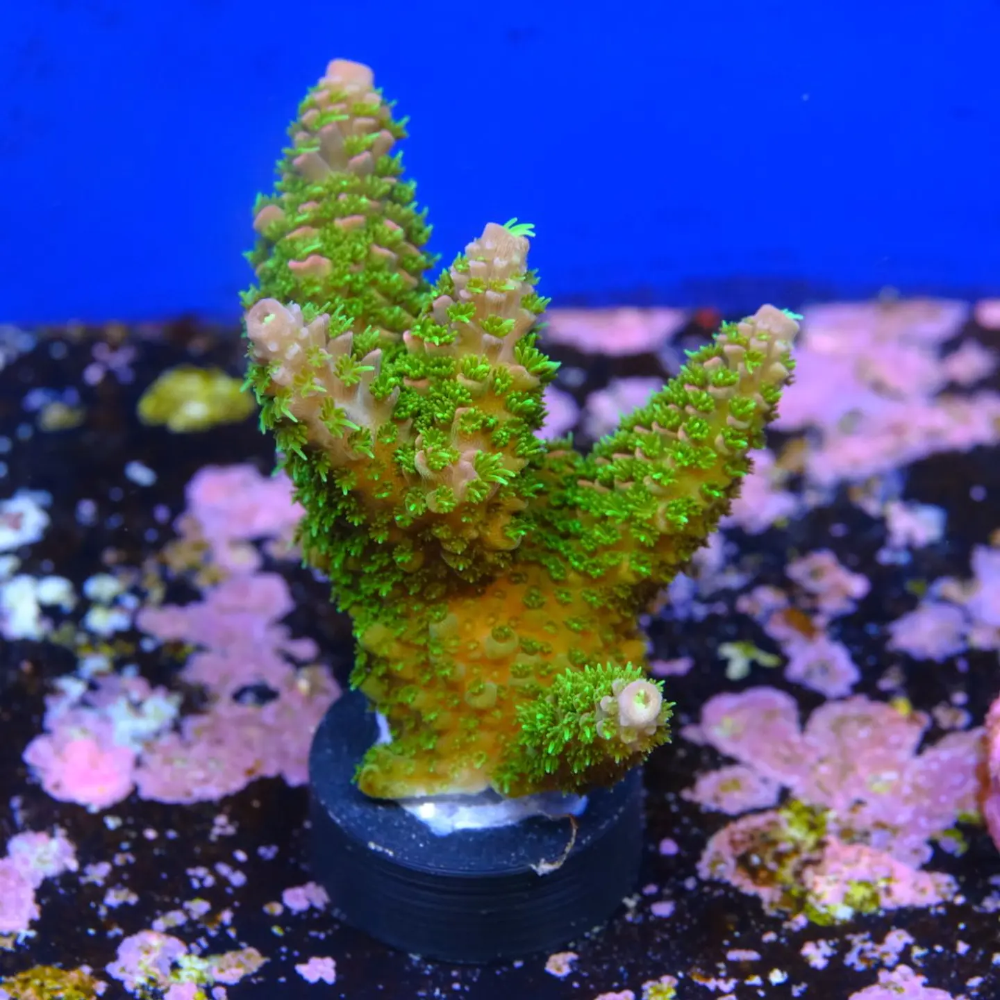 Acropora abrotanoides rainbow 2