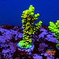Acropora tenuis sour twist - Thumbnail 1