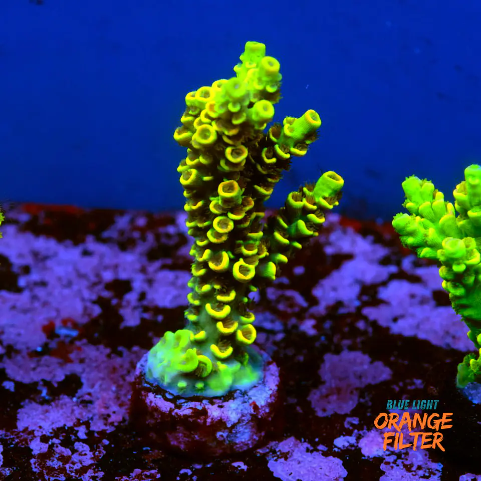 Acropora tenuis sour twist 1