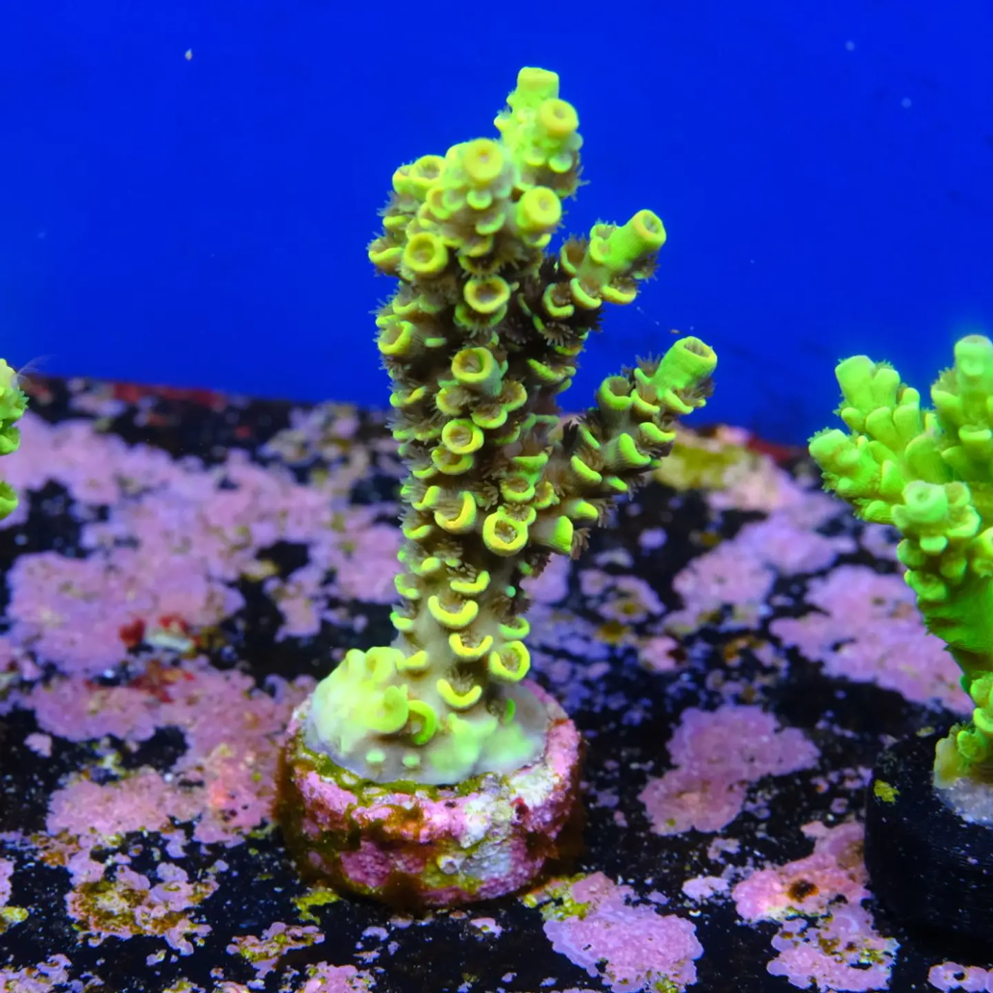 Acropora tenuis sour twist 2