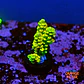 Acropora tenuis peter pan - Thumbnail 1