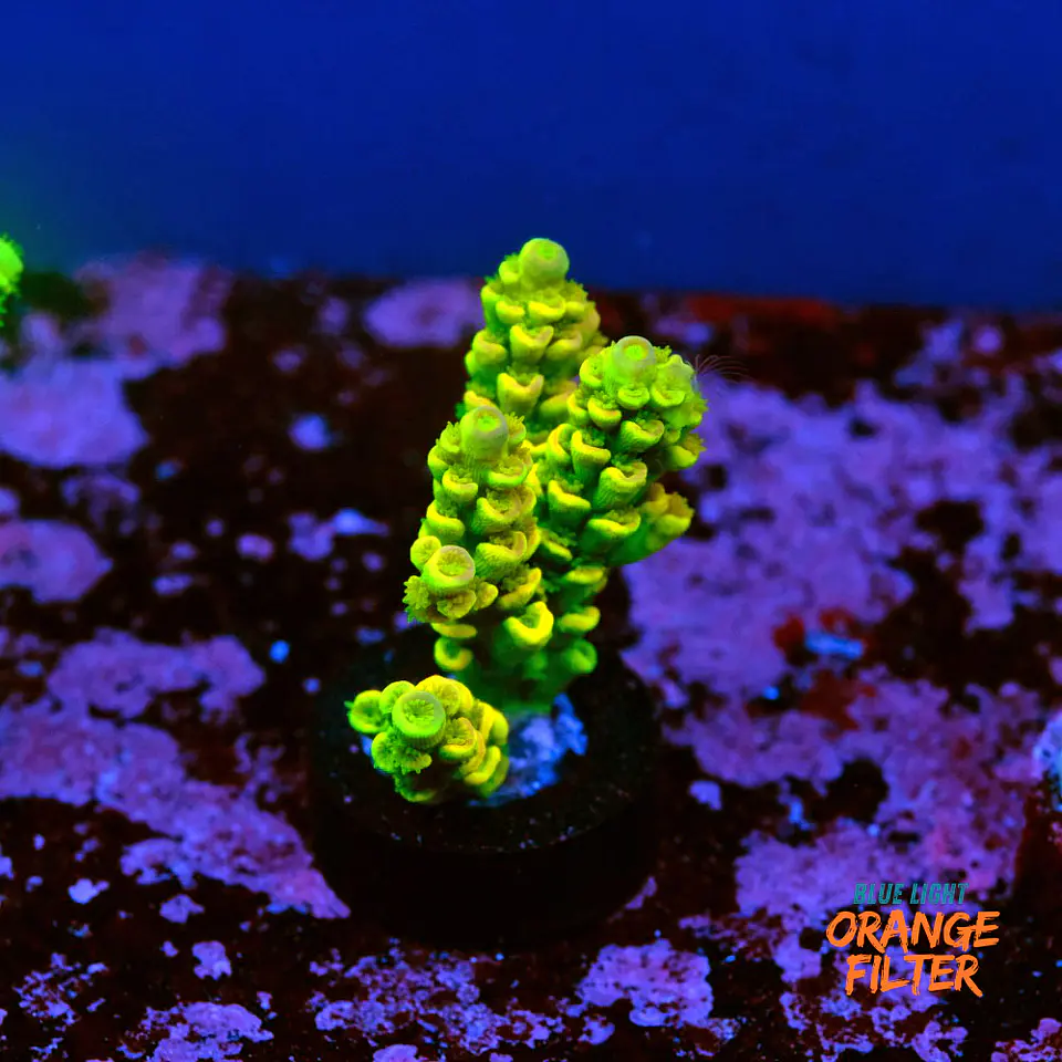 Acropora tenuis peter pan 1