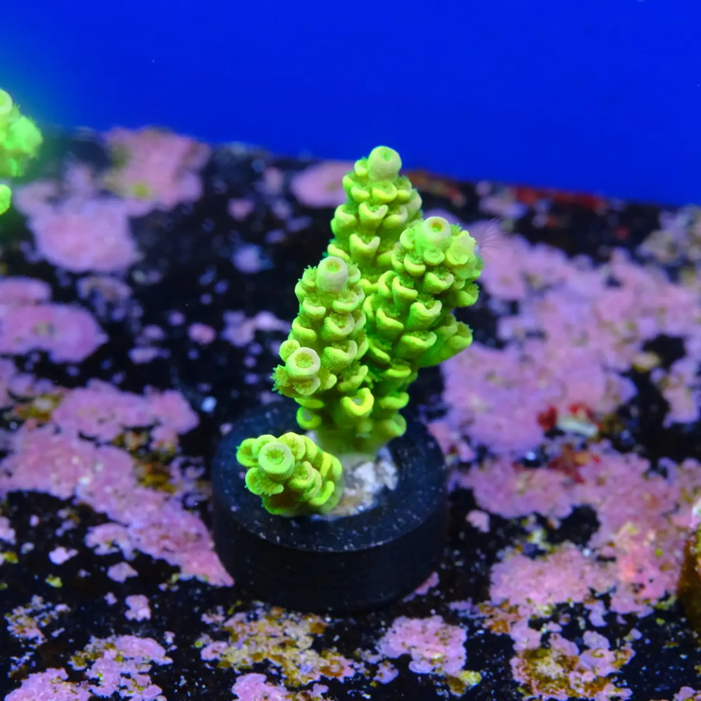 Acropora tenuis peter pan 2
