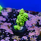 Acropora tenuis peter pan - Thumbnail 2