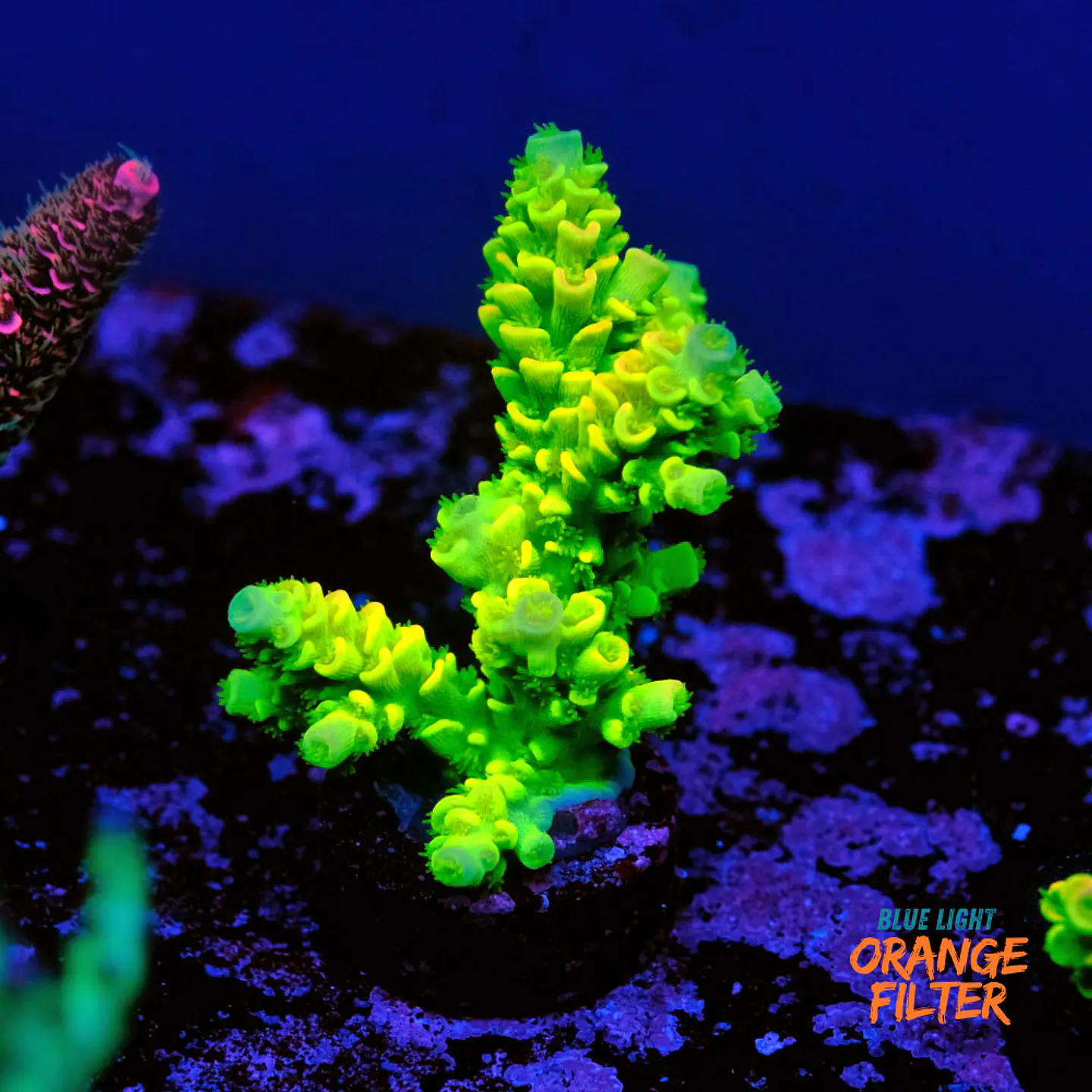 Acropora tenuis peter pan 1