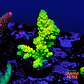 Acropora tenuis peter pan - Thumbnail 1