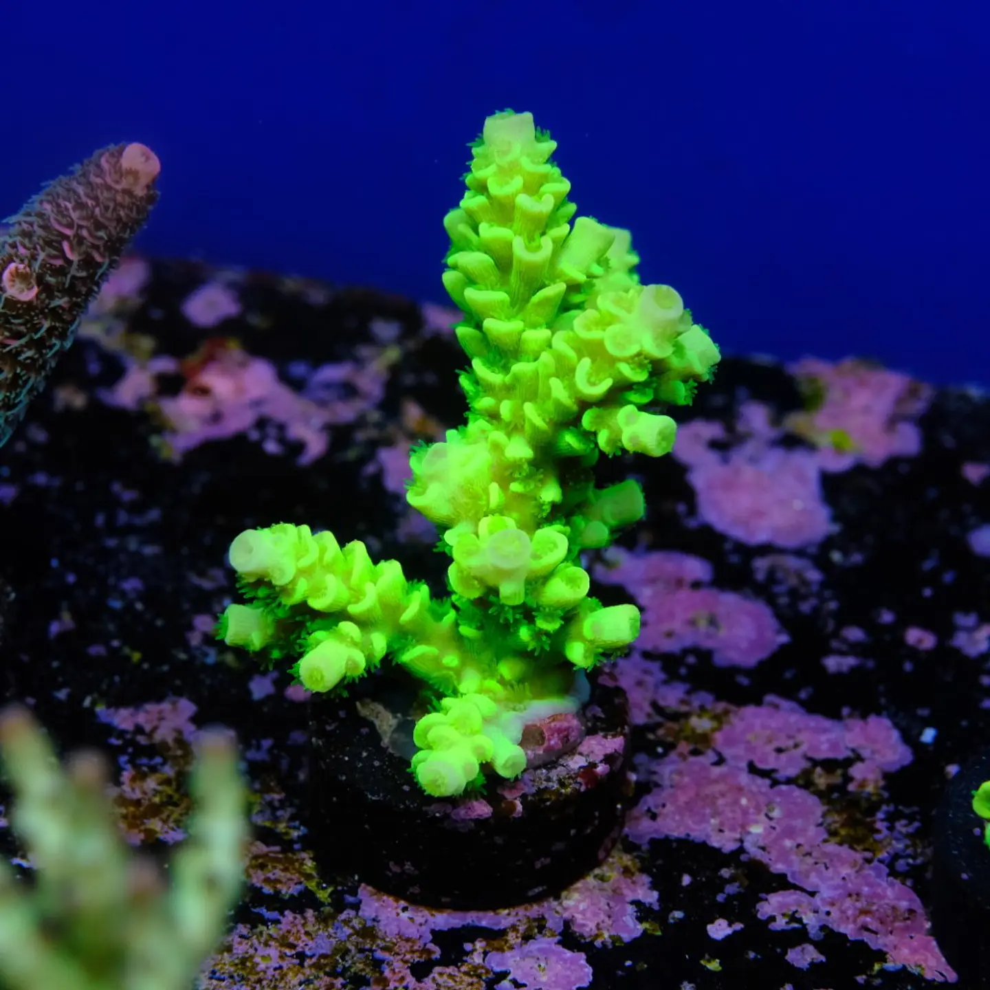 Acropora tenuis peter pan 2