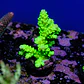 Acropora tenuis peter pan - Thumbnail 2