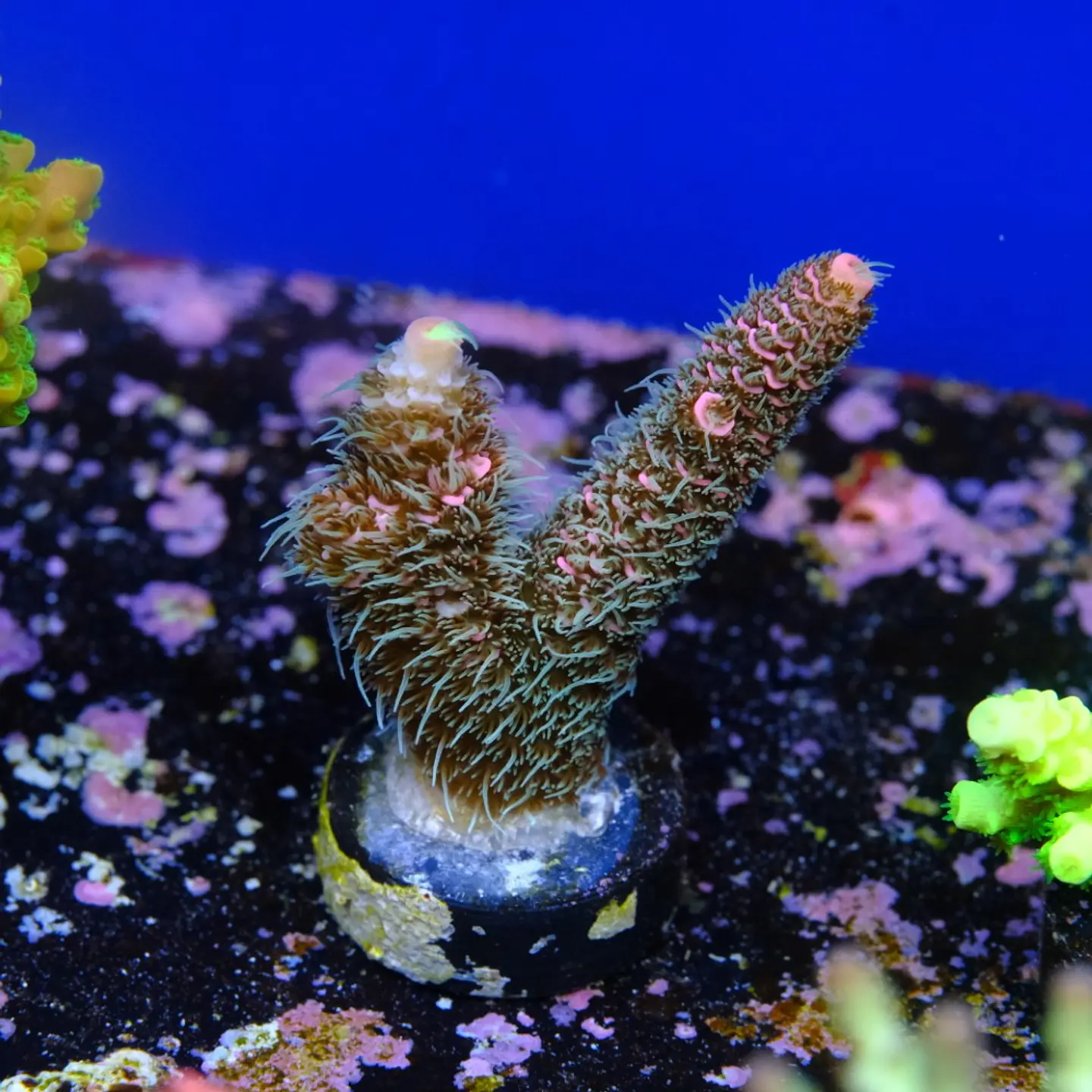 Acropora millepora pink (Green polyps) 2