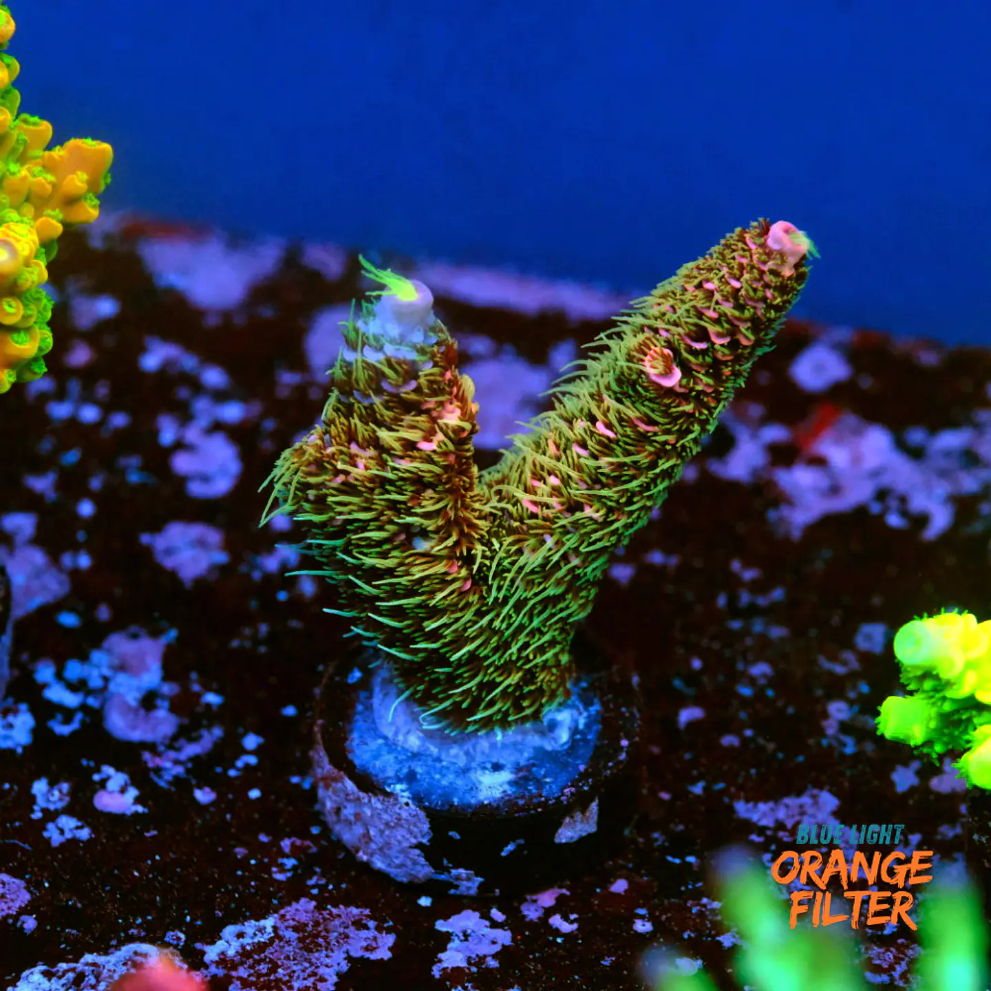 Acropora millepora pink (Green polyps) 1