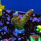 Acropora millepora pink (Green polyps) - Thumbnail 1