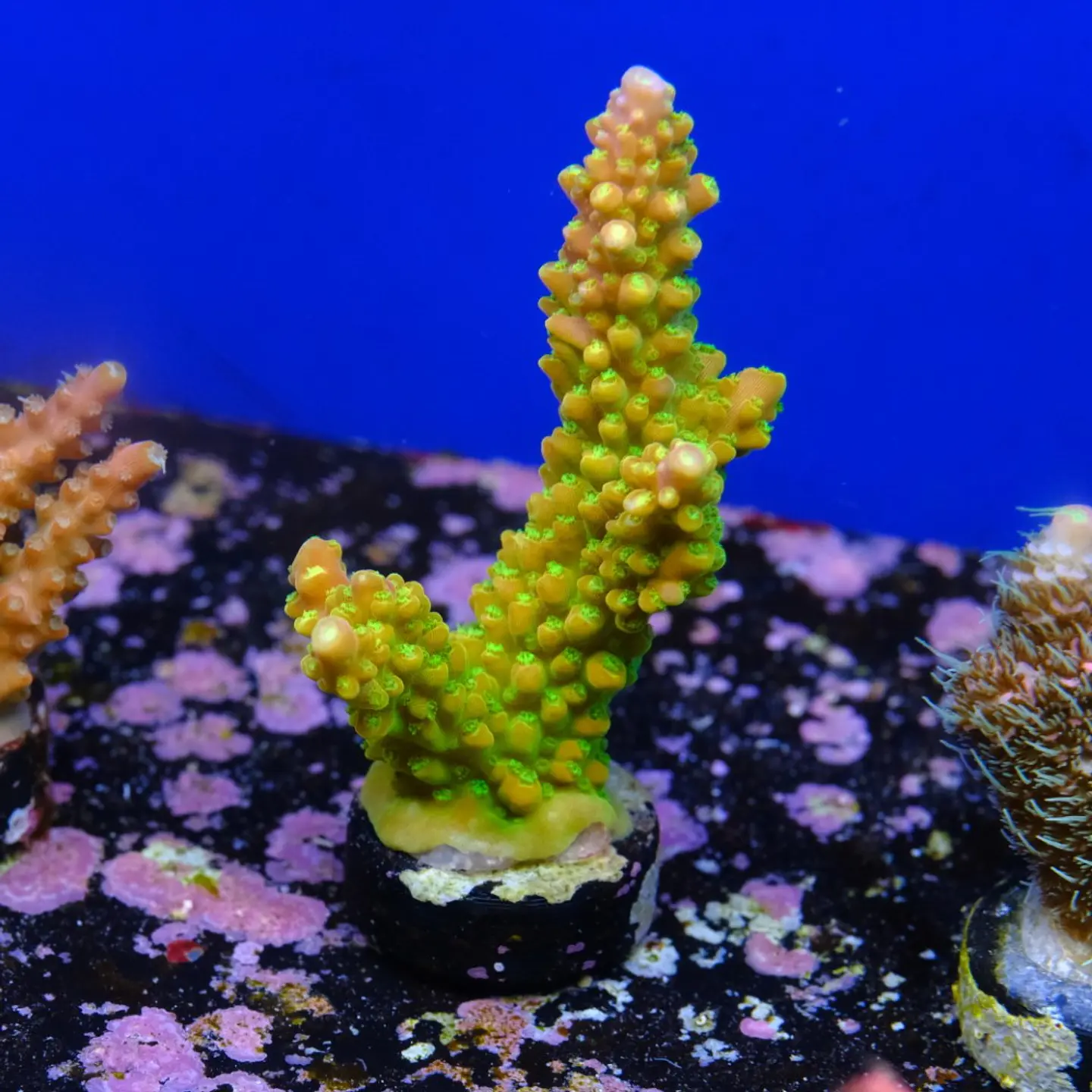 Acropora mando garden 2