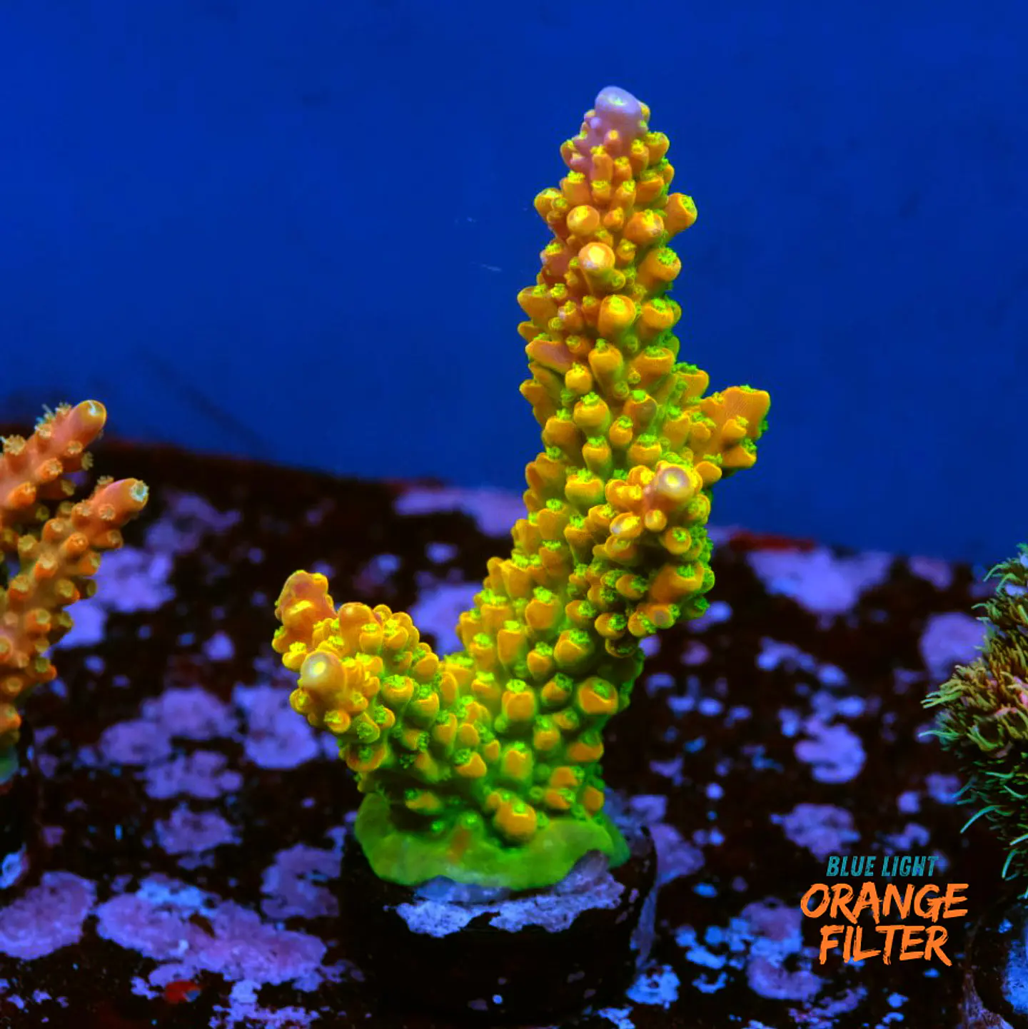 Acropora mando garden 1