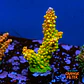 Acropora mando garden - Thumbnail 1