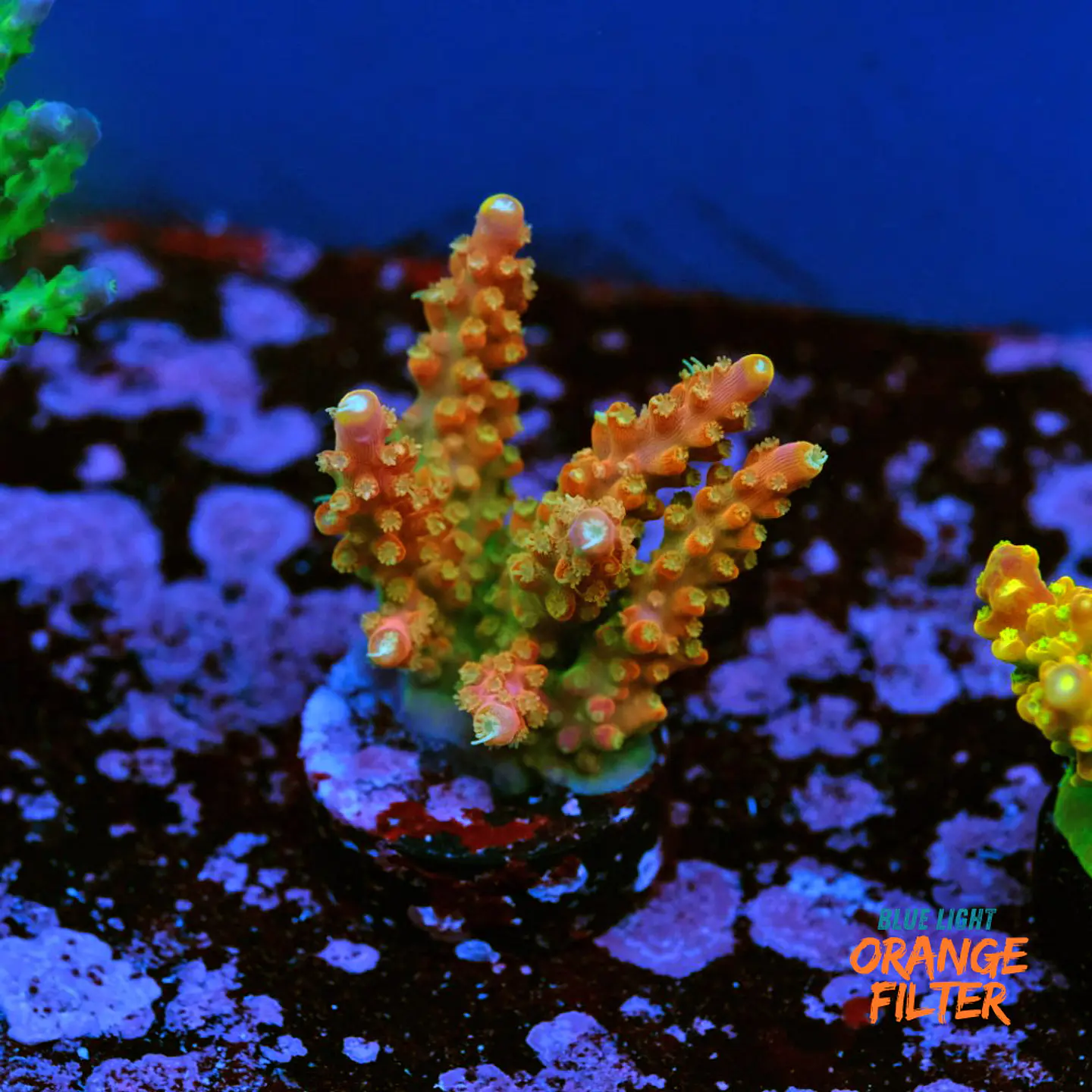 Acropora Joes Mango 1
