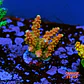 Acropora Joes Mango - Thumbnail 1