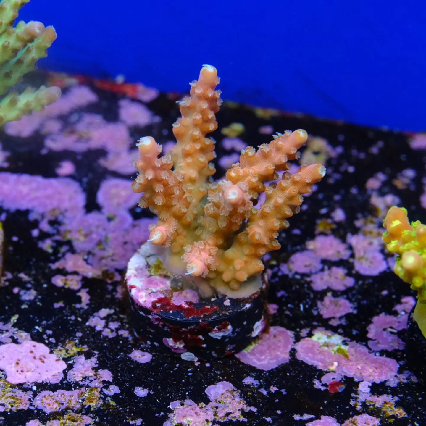 Acropora Joes Mango 2