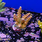 Acropora Joes Mango - Thumbnail 2
