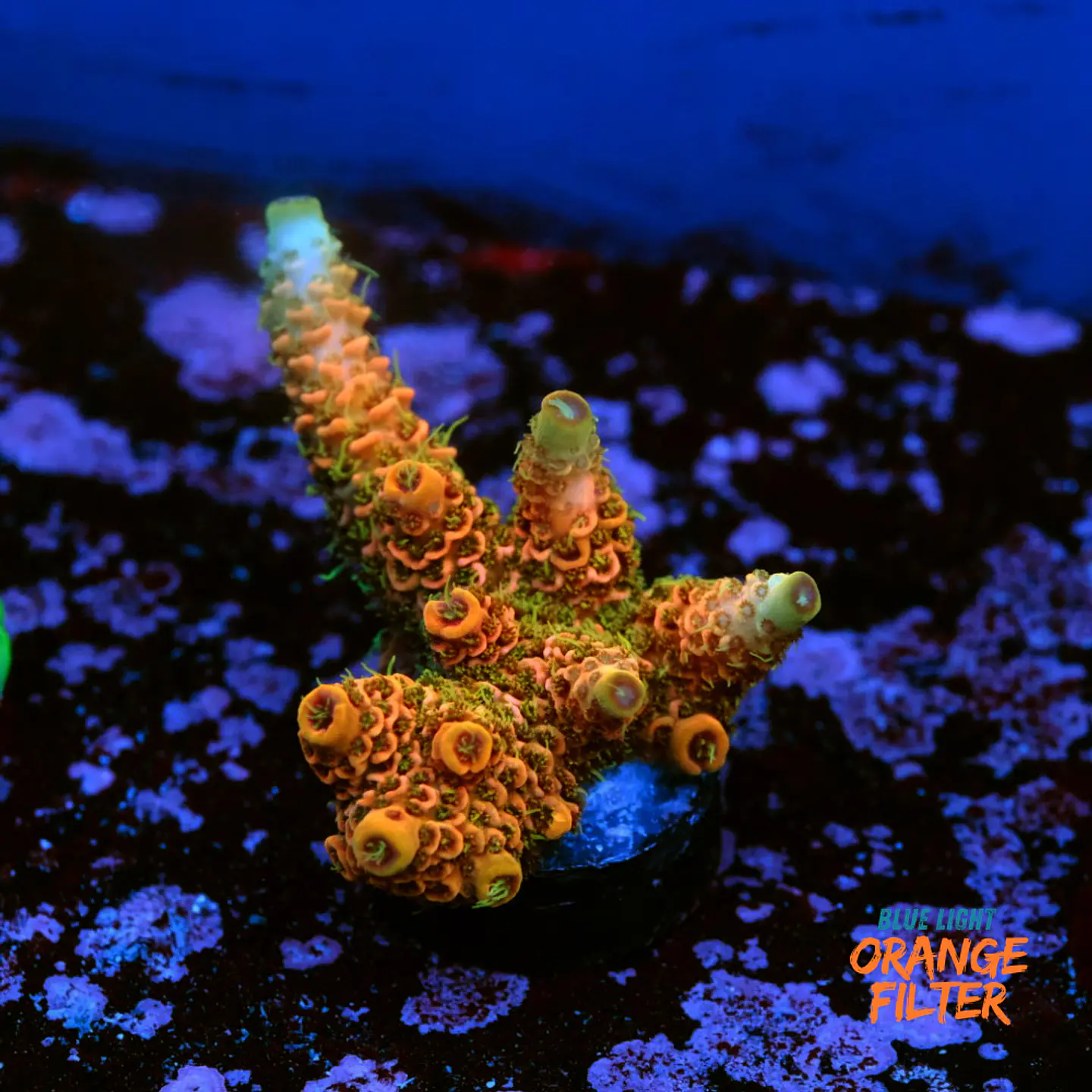 Acropora millepora Orange 1