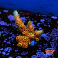 Acropora millepora Orange - Thumbnail 1