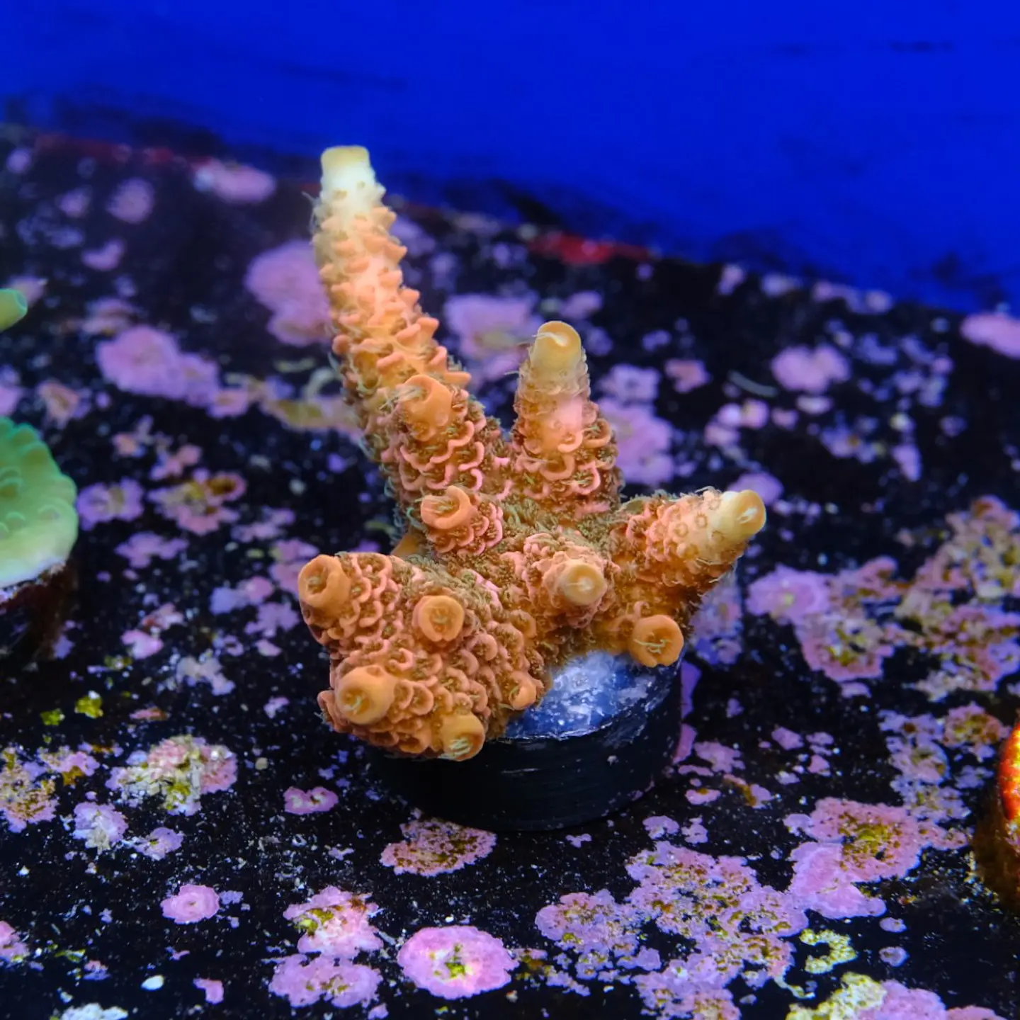 Acropora millepora Orange 2