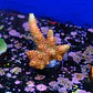 Acropora millepora Orange - Thumbnail 2