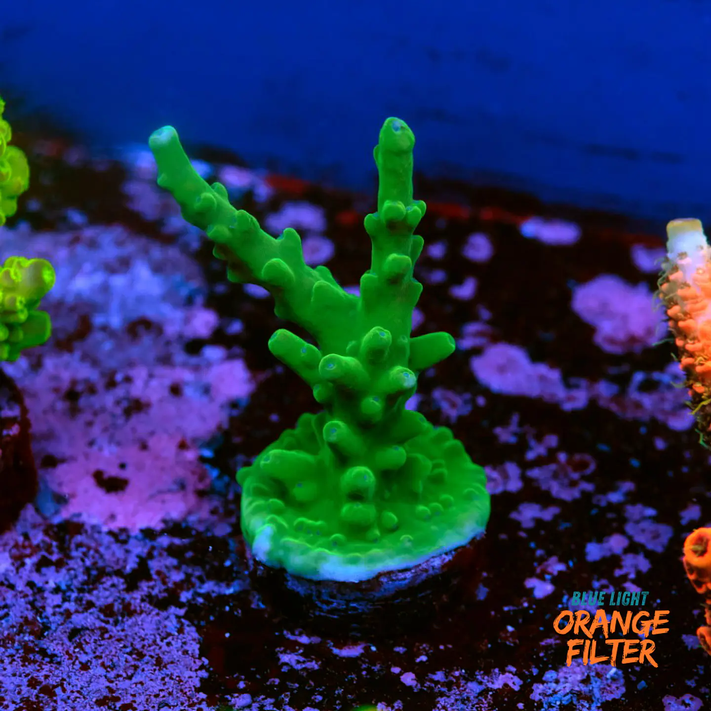 Acropora echinata 1