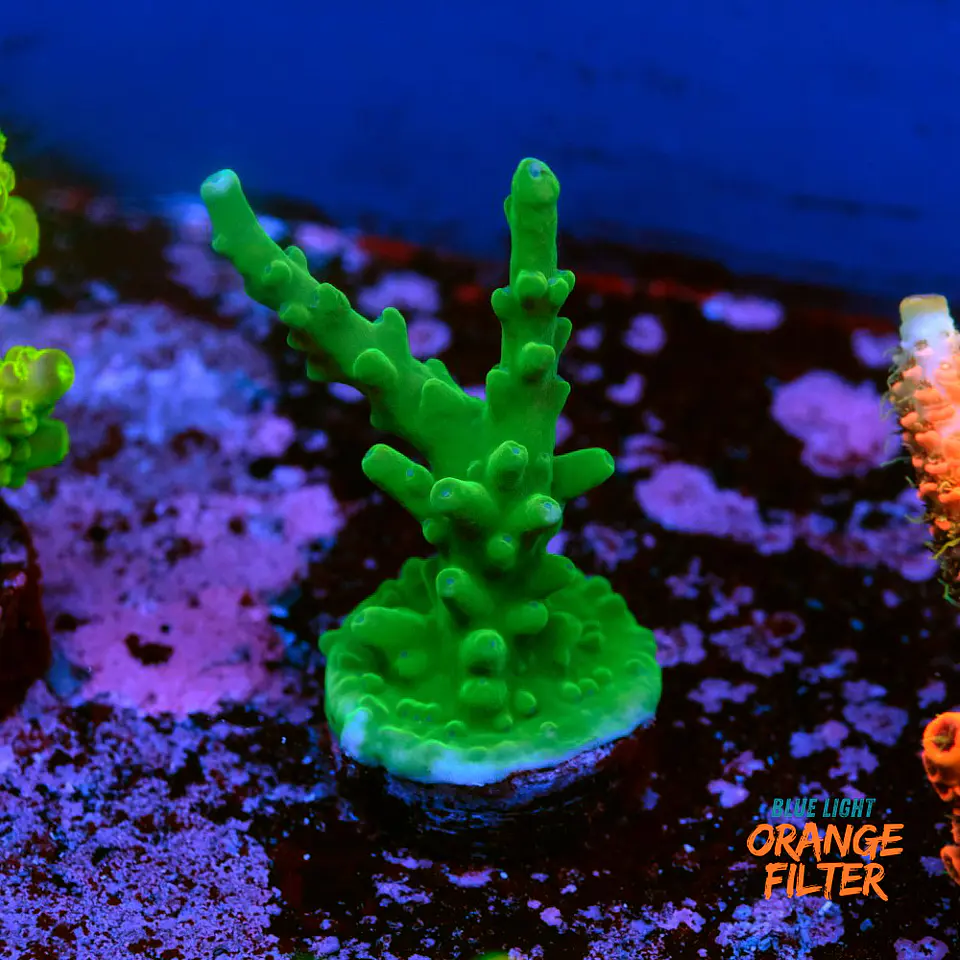 Acropora echinata 1