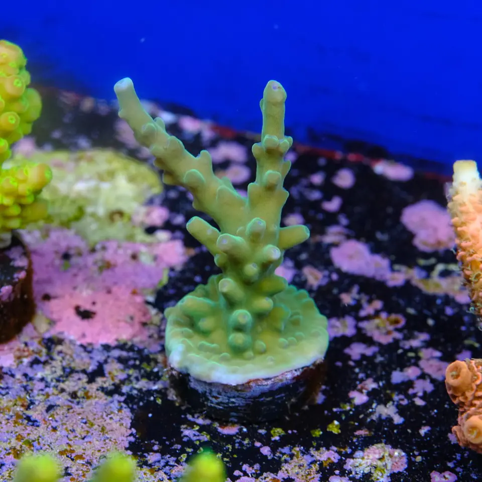 Acropora echinata 2