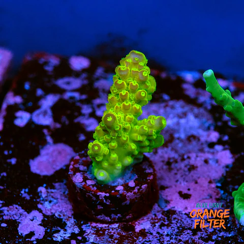 Acropora florida
