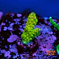Acropora florida - Thumbnail 1