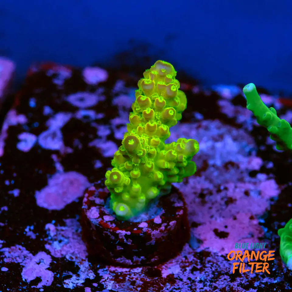 Acropora florida 1