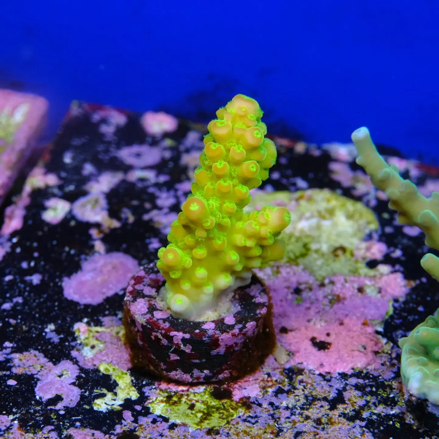 Acropora florida 2
