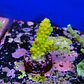 Acropora florida - Thumbnail 2