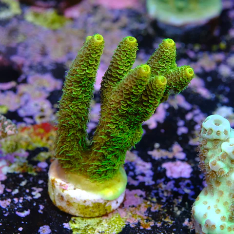 Acropora millepora 