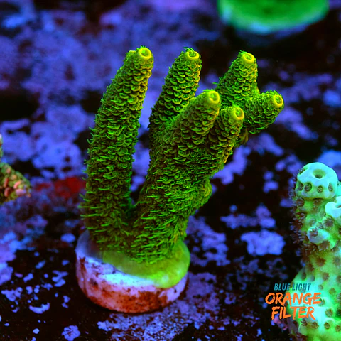 Acropora millepora 