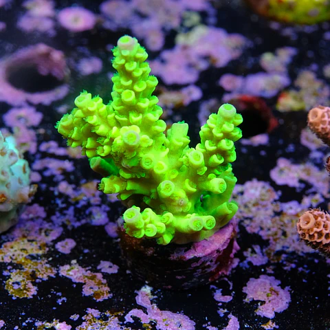 Acropora tenuis peter pan