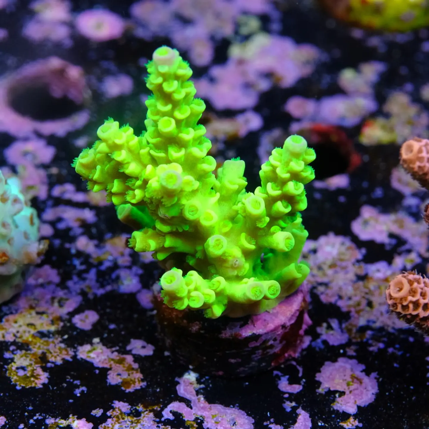 Acropora tenuis peter pan 2