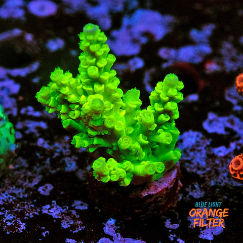 Acropora tenuis peter pan
