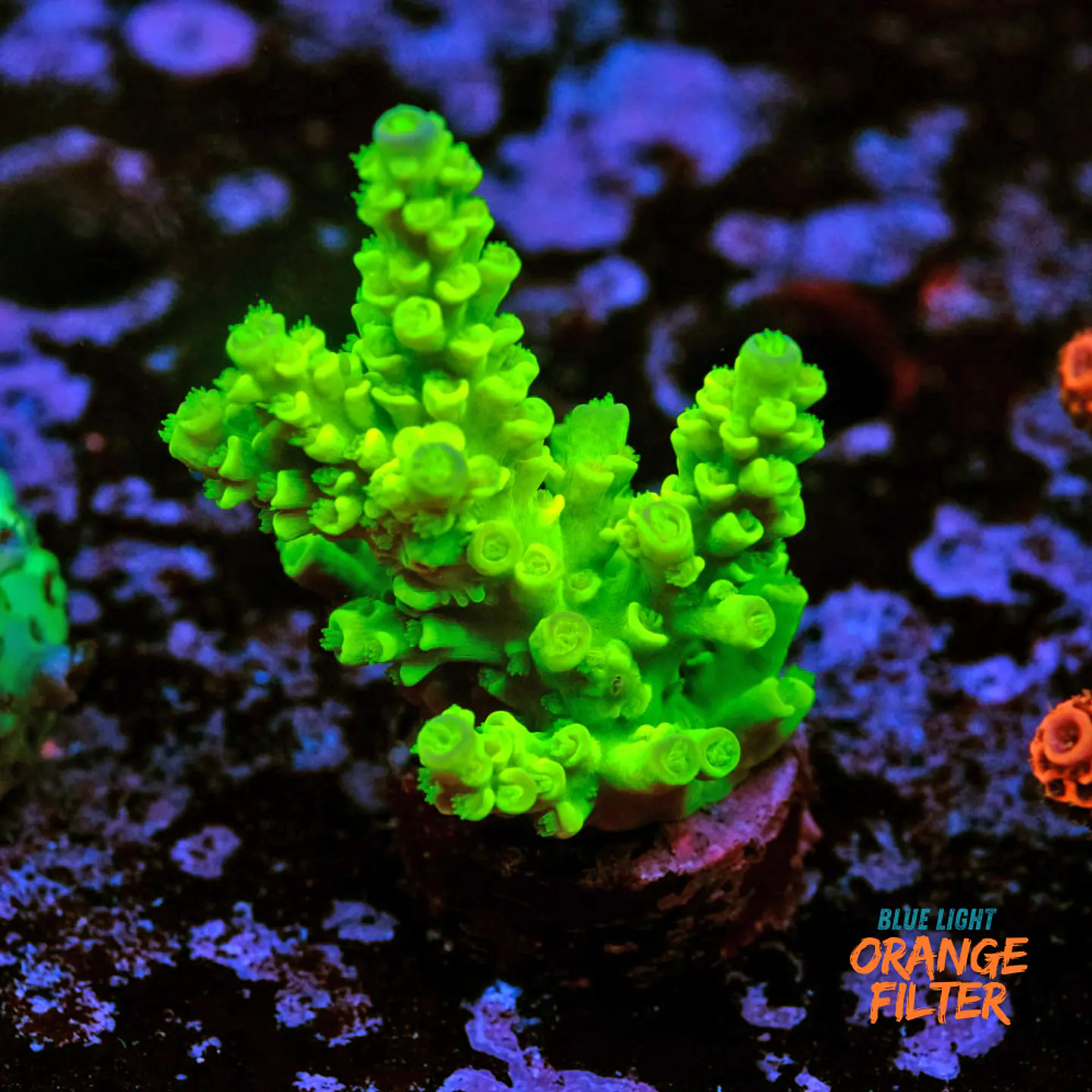 Acropora tenuis peter pan 1