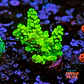Acropora tenuis peter pan - Thumbnail 1